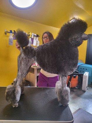 Puppy Spa Barn