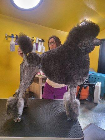Puppy Spa Barn
