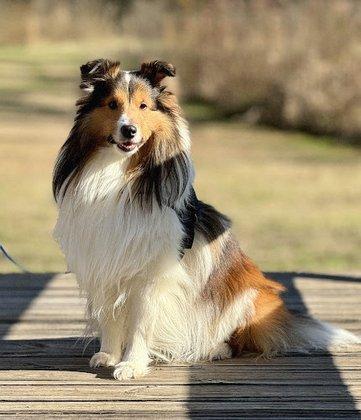 Himark Shelties