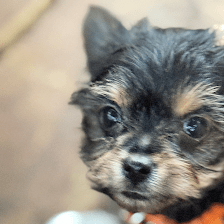 Mrs.B's Paws to Flaunt / LAKE SUMTER YORKIES