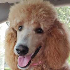 Armely's Standard Poodles