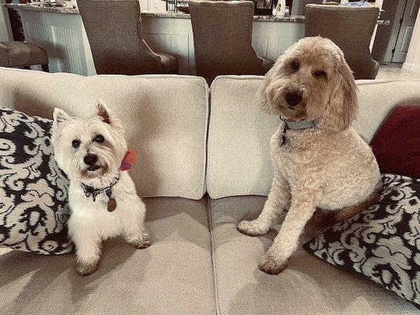 De La Pooch
