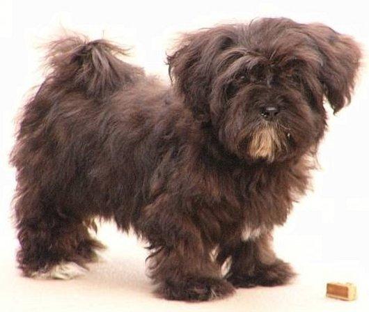Clearbrook Havanese