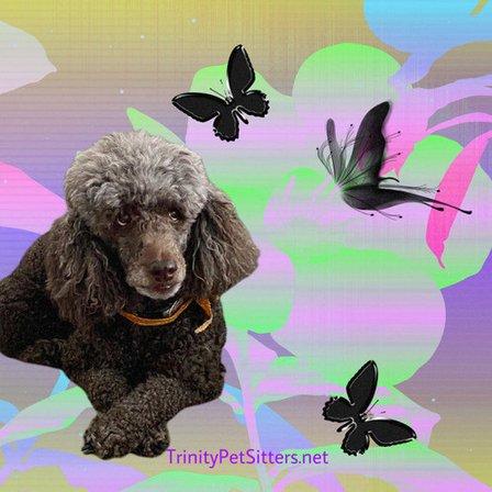 Trinity Pet Sitters LLC