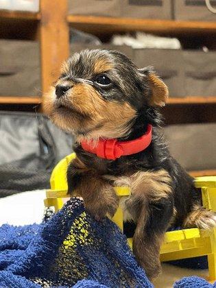 Mrs.B's Paws to Flaunt / LAKE SUMTER YORKIES