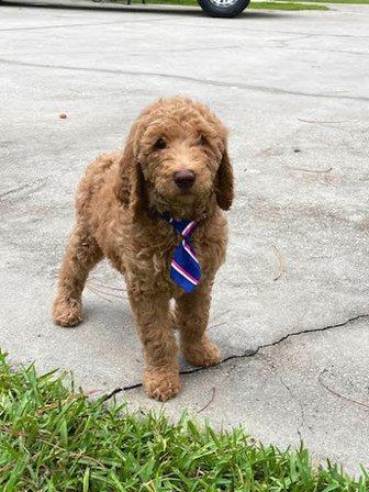 Armely's Standard Poodles