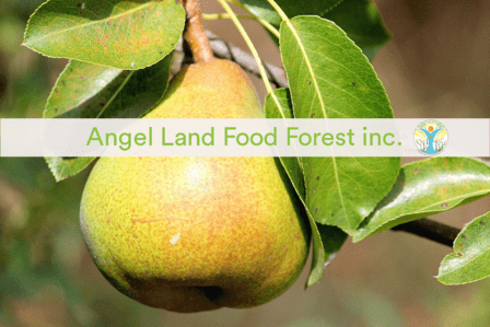 Angel Land Food Forest inc