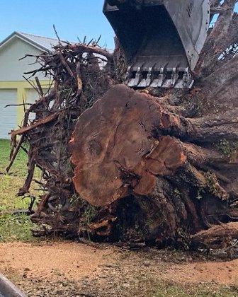 OnSite Tree