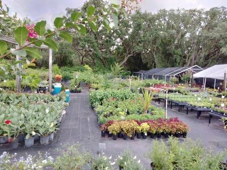 Duncheon's Nursery