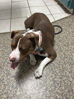Bartow Animal Clinic