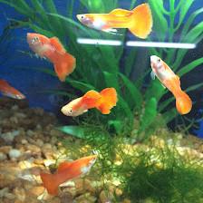 WET PETS SRQ