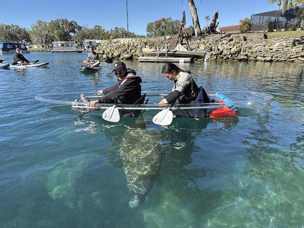 Experience the Manatees! | Eco-Tours and Rentals