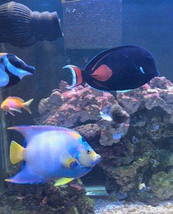 Atlantis Coral Reef Supply