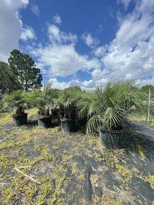 T and L Nursery