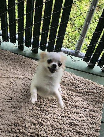 Uey's Chihuahuas