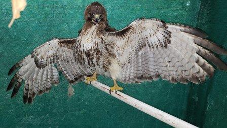 Athena's Wildlife Sanctuary