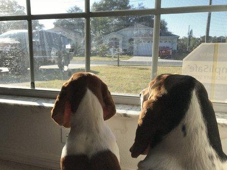 Pasco Animal Hospital