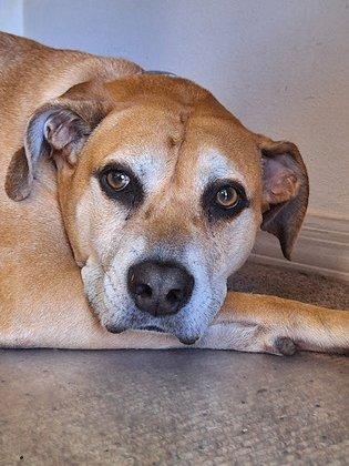 Woodlands Animal Hospital