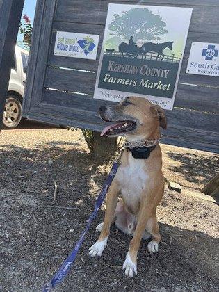 Good Woofer K9