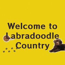 Labradoodle Country