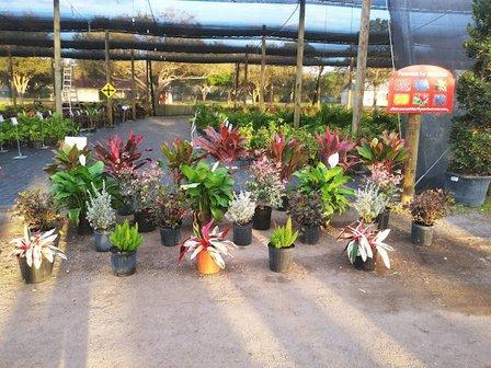 C C Landscaping, Nursery and Garden Center