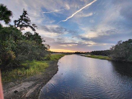 Myakka River State Park Alligator Viewing