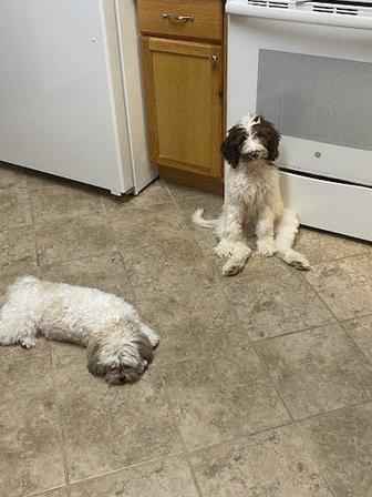 Labradoodle Country