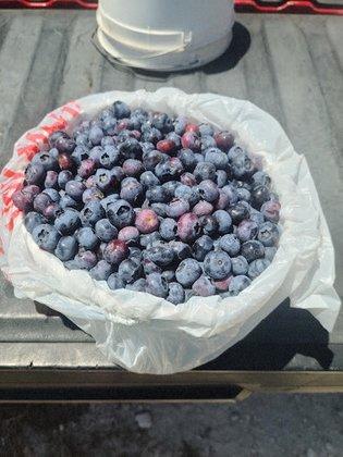 Blueberry Bliss Farm