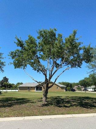 Pfeifer Tree Service