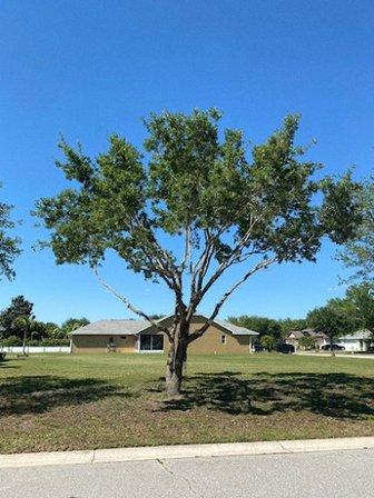 Pfeifer Tree Service