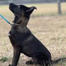 Guardian K9 | Mace's Malinois