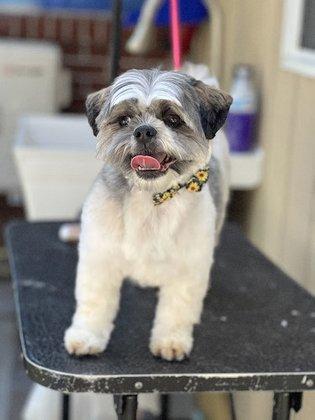 Leal pet grooming and hotel