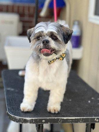 Leal pet grooming and hotel