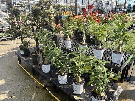 Walmart Garden Center