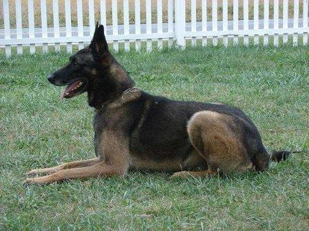 Mace's Malinois and German Shepherds