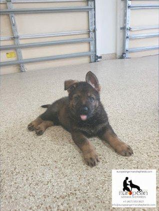 European German shepherd's