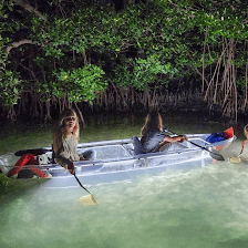 Clear Kayak Glass Bottom Tours - Venice