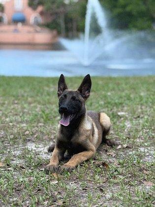 Guardian K9 | Mace's Malinois