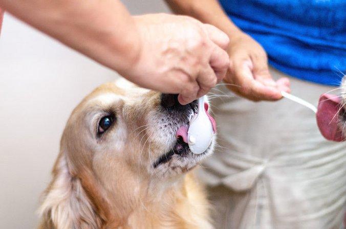 BVL Veterinary Hospital