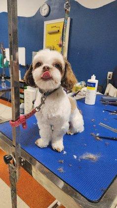 Best Friends Pet Salon