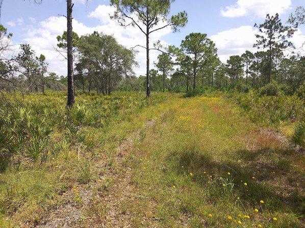 Edward W. Chance Reserve - Coker Prairie Tract