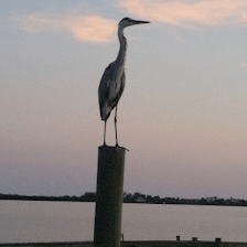 Paradise Cove on Lemon Bay