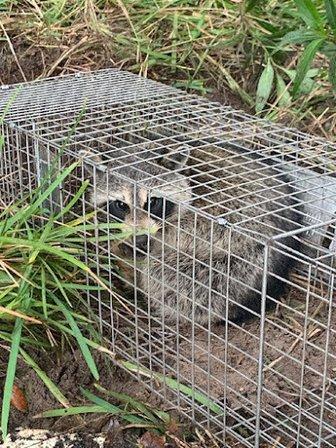Haines City Wildlife Removal