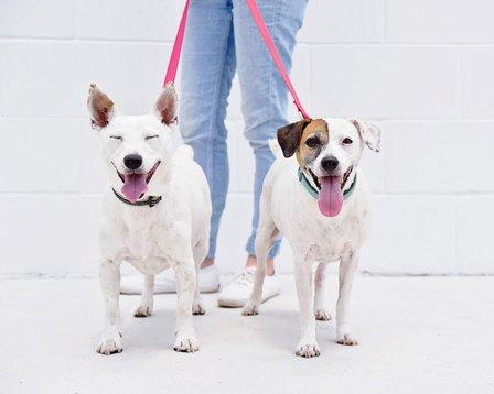 Humane Society of Sarasota County