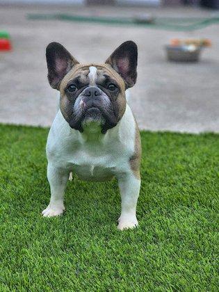 SnubNub Frenchies