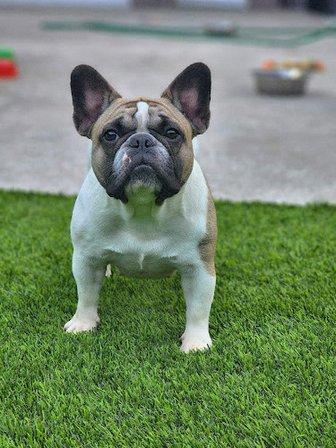 SnubNub Frenchies