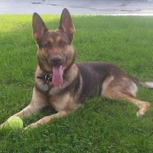 German Shepherds from Land of Hurricanes