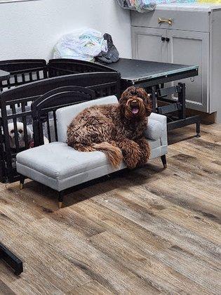 Golden Spots Pet Grooming