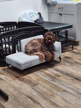 Golden Spots Pet Grooming