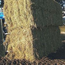 Sunshine Lane Hay